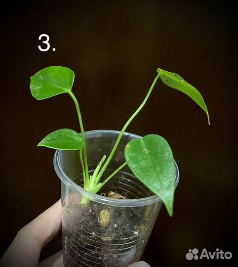 Антуриум Alpine