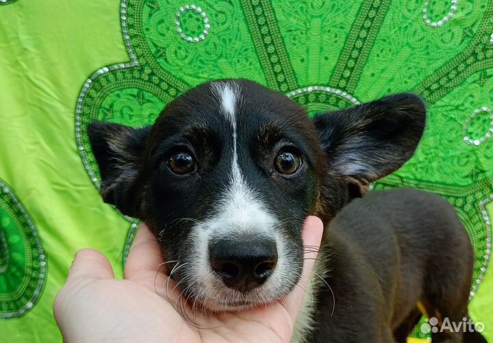 Вельш корги кардиган щенок мальчик