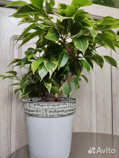 Фикус бенджамина Кинки бонсай