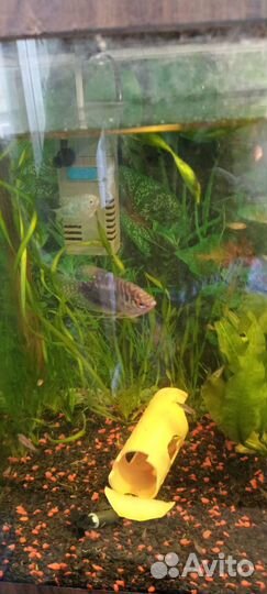 Продам рыбок