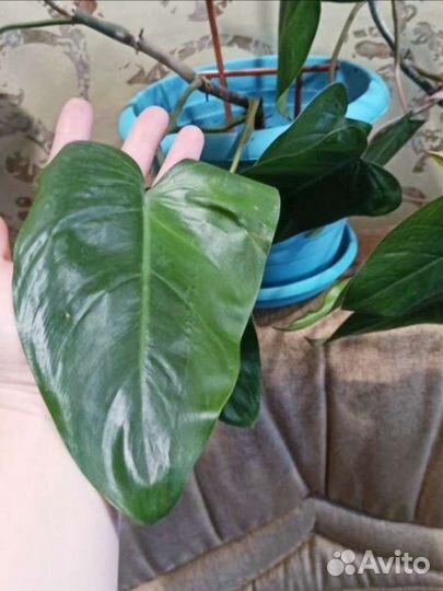 Филодендрон