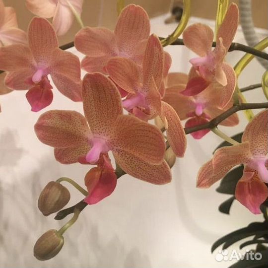 Орхидея (фаленопсис)
