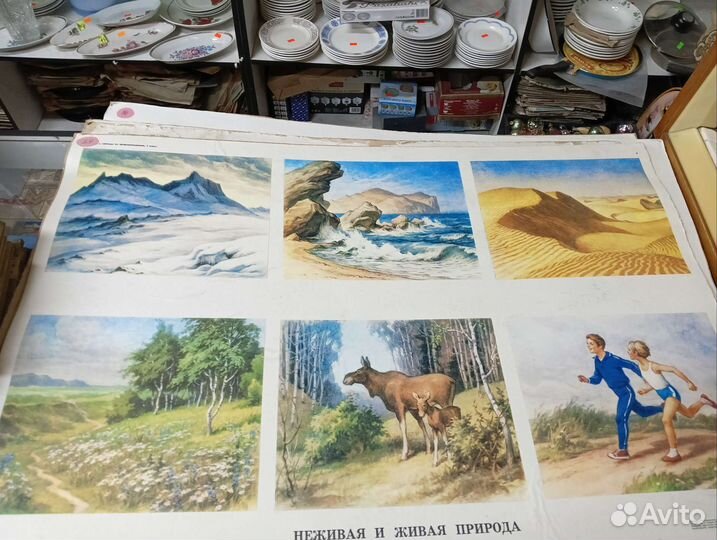 Плакаты по природоведению,развитию речи