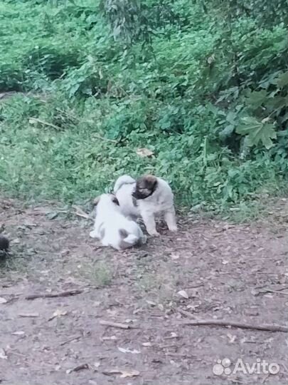 Собаки в добрые руки