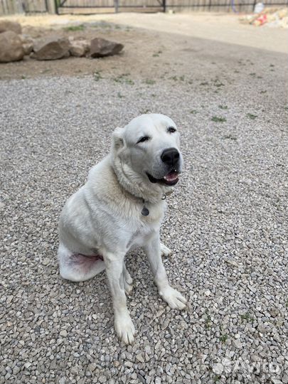 Щенки алабая, остались девочки