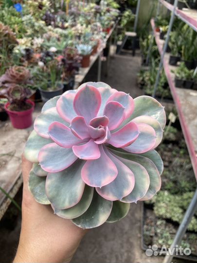 Эхеверия, разные сорта из питомника растений