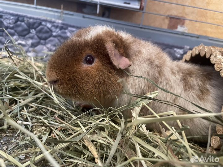 Морская свинка тедди