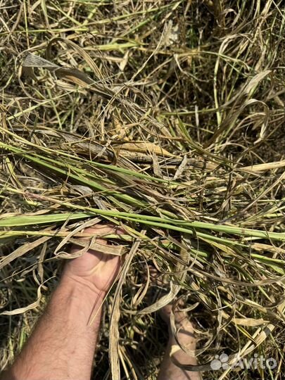 Сено в тюках