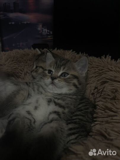 Шотландская