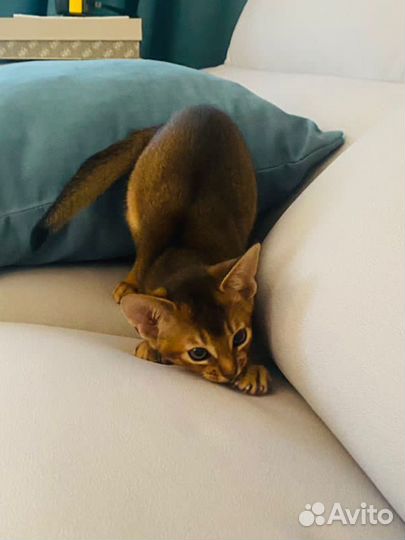 Абиссинские котята