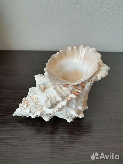 Ракушка морская большая