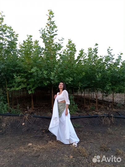 Саженцы платана с комом крупномеры