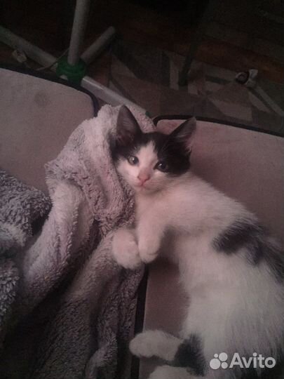 Отдам котят в добрые руки