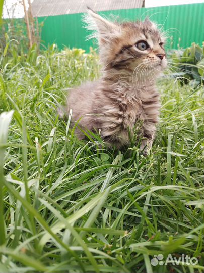 Котята мейн-кун