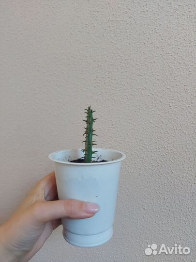 Кактус Опунция