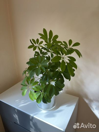 Комнатные растения