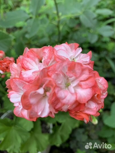 Пеларгония герань