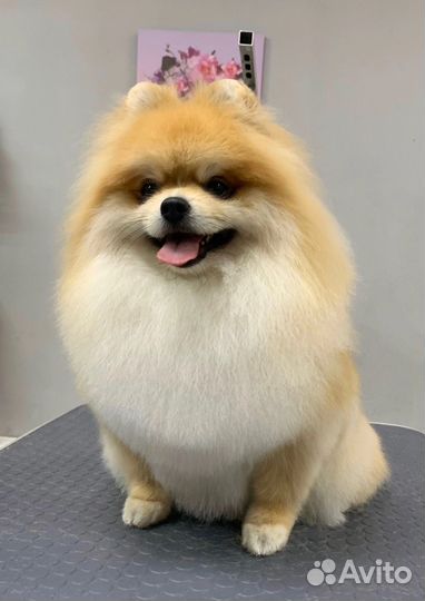 Груминг.Стрижка собак.Экспресс Линька