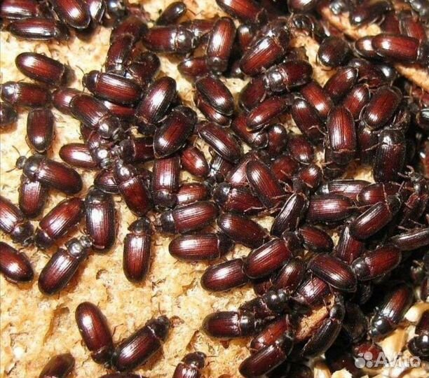 Жук знахарь(чернотелка)