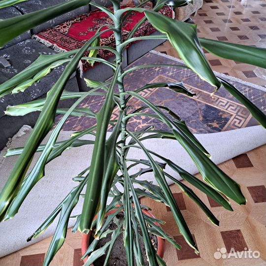 Пальма драцена