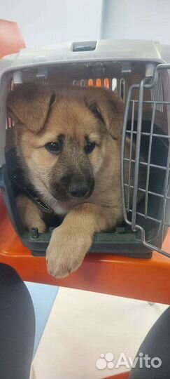 Отдадим щенка в хорошие руки