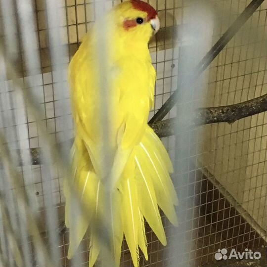 П О П У Г А И