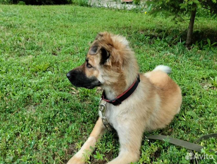 Друг и защитник в поисках своей семьи