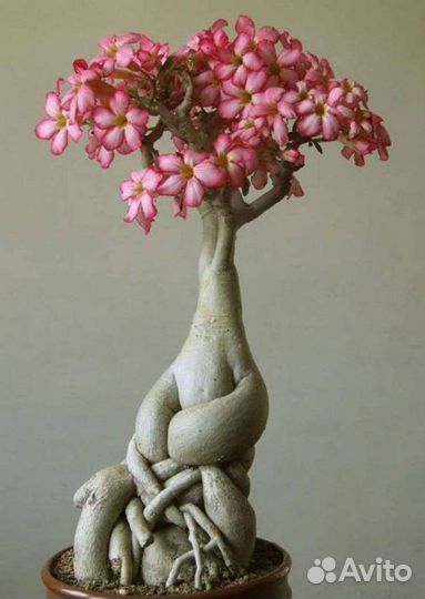 Семена Адениума