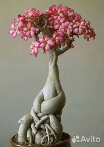 Семена Адениума