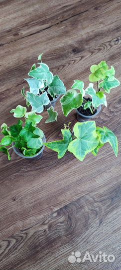 Комнатные растения