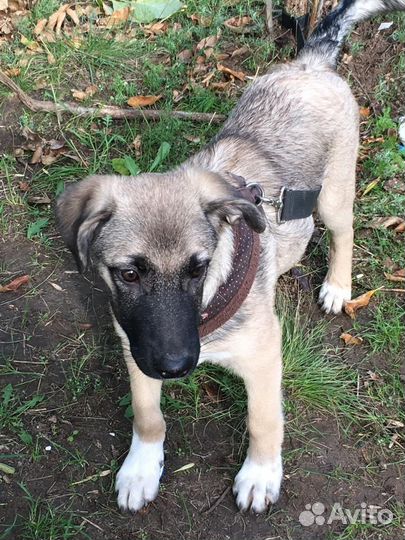 Отдаем в добрые руки