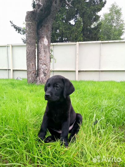 Щенки лабрадора