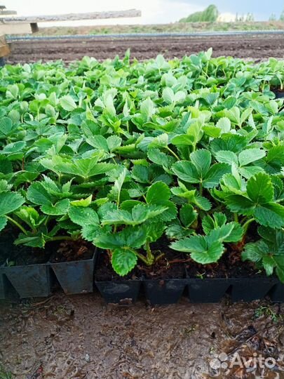 Рассада клубники