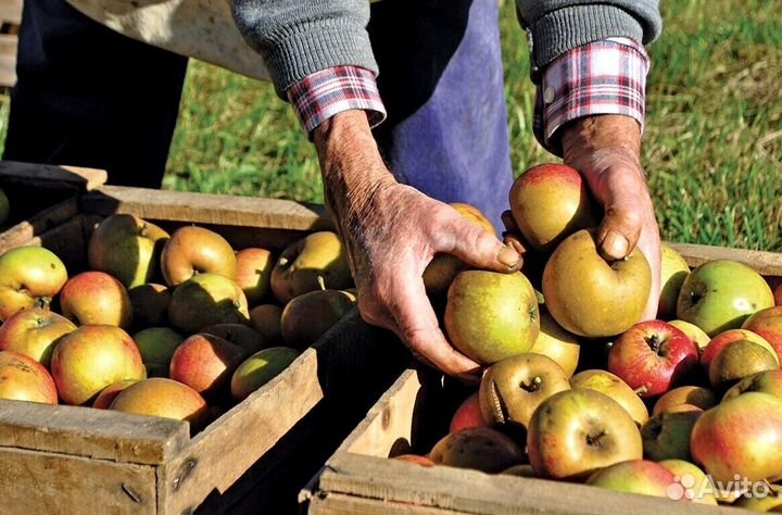 Работа Сборщиком яблок с проживанием