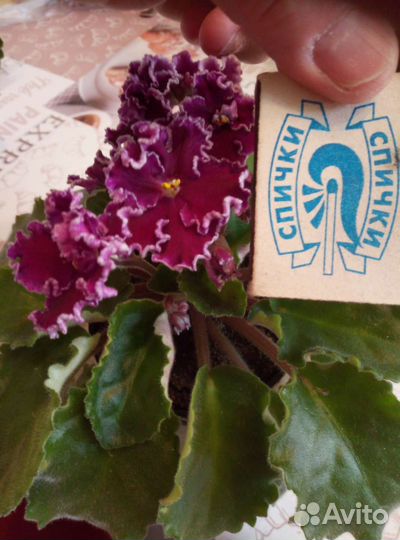 Листики с корешками