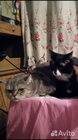 З кота (4 мес. 1 год и 3 года) каст кошка 3 г