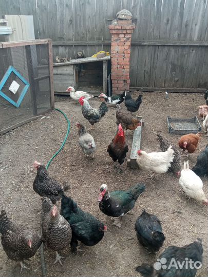 Домашняя птица