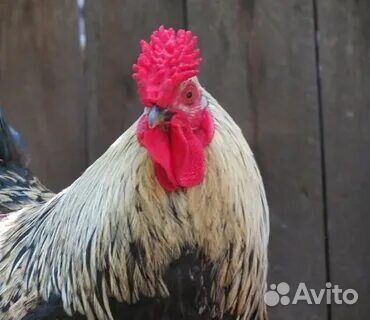 Молодые петухи