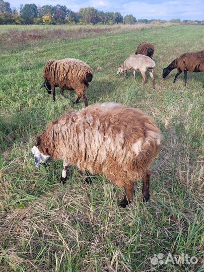 Курдючные бараны овцы
