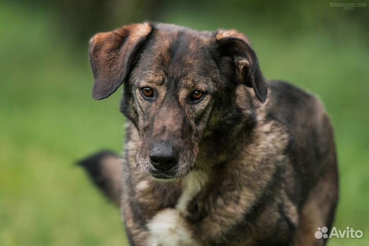 Прекрасный парень Курт ищет дом