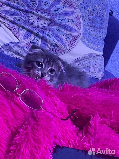 Кошка котенок