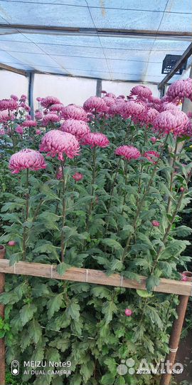 Рассада и лом хризантемы кустовая и одноголовая