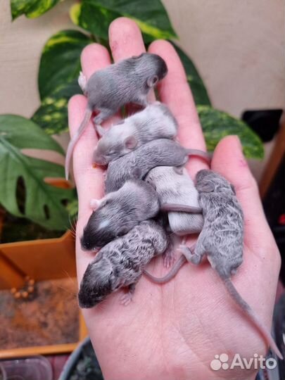 Декоративные мыши