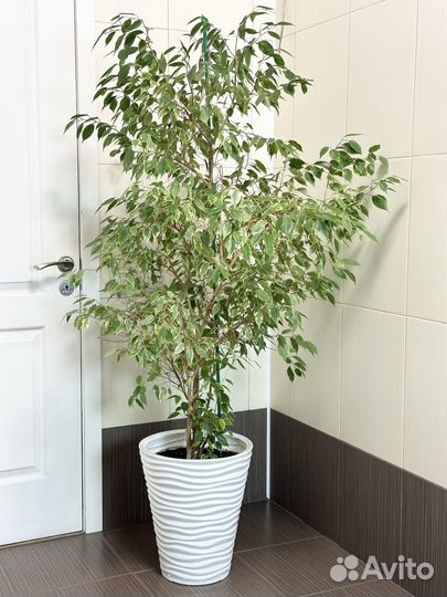 Фикус бенджамина большой