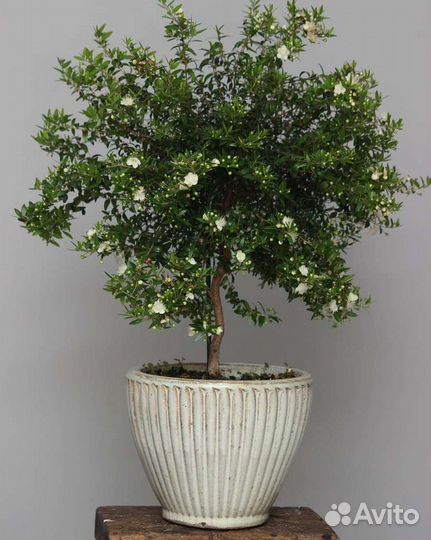 Мирт, детки