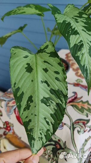 Шизматоглоттис пусилла