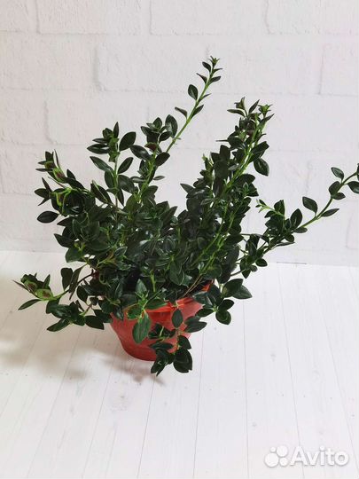 Гипоцирта – золотая рыбка, нематантус