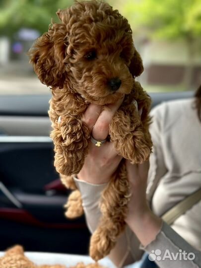 Той-пудель девочка тикап