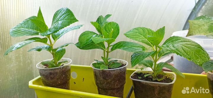 Гортензия голубая крупнолистная саженцы