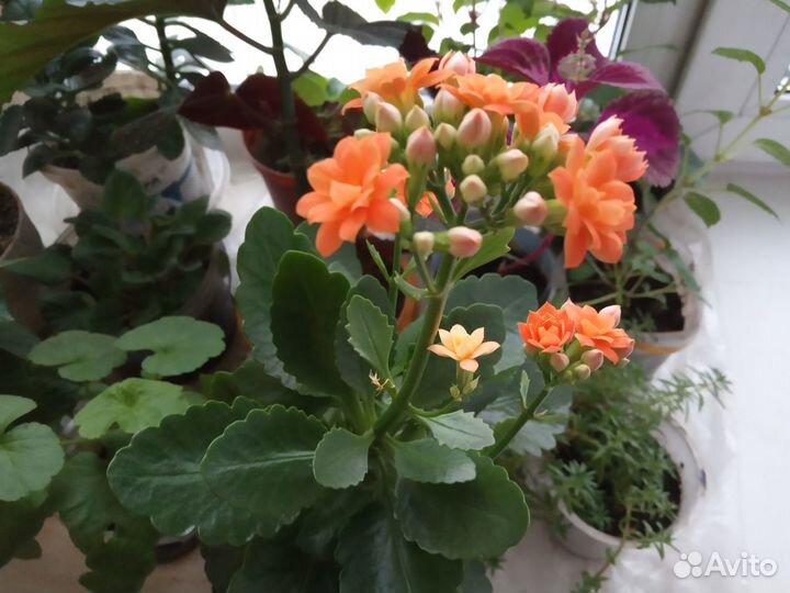 Каланхоэ цветущий